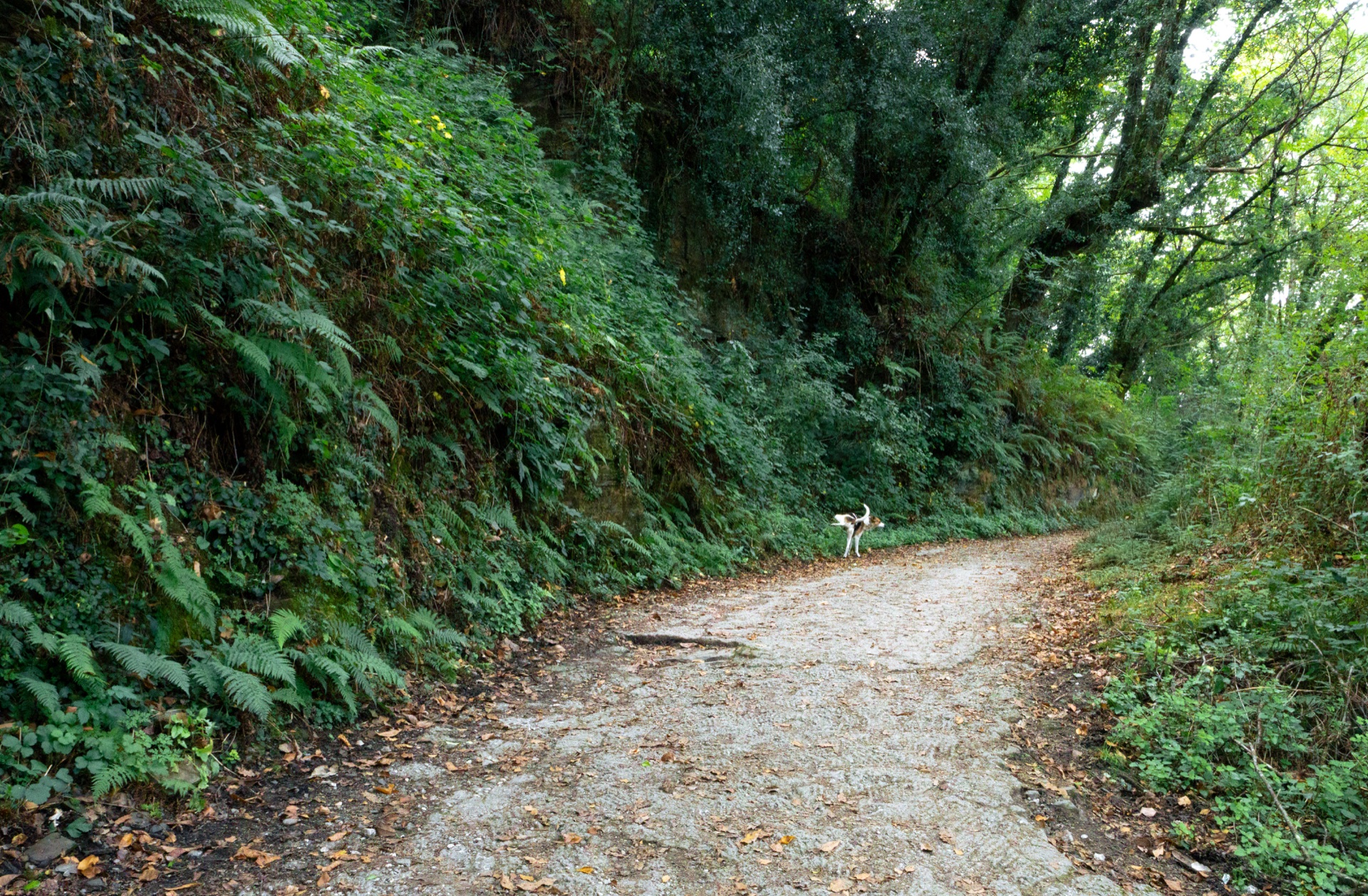 Un perro en un camino rodeado de helechos y árboles