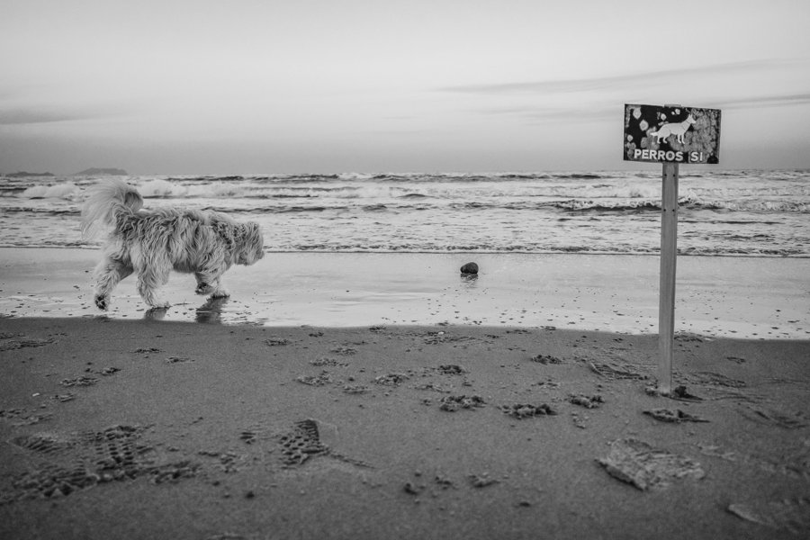 Fotomontaje de un animal de pelo largo en una playa