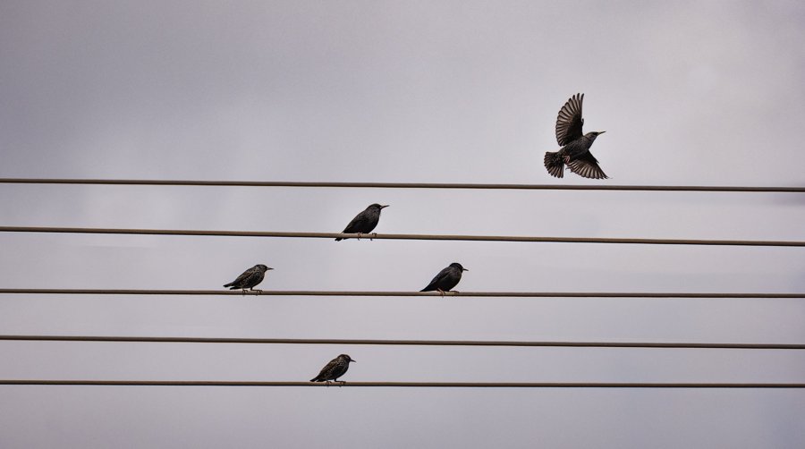 Aves posadas y en vuelo sobre cables paralelos